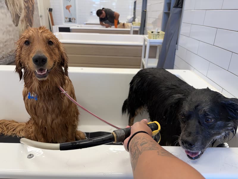 Two wet dogs being rinsed in the wash tub with the sprayer