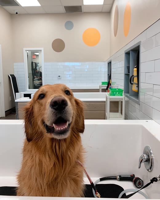 A golden retriever sitting in the raised self-wash tub in the polka-dot grooming room