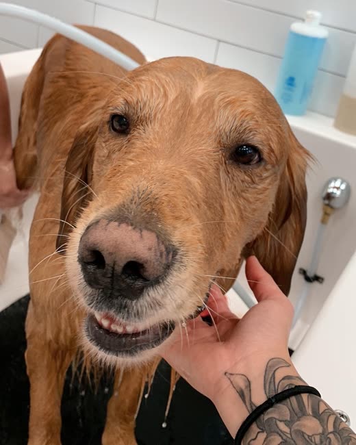Close-up of a golden retriever's face being gently held during a bath