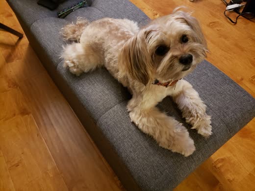 A freshly groomed small dog resting on an ottoman after its haircut