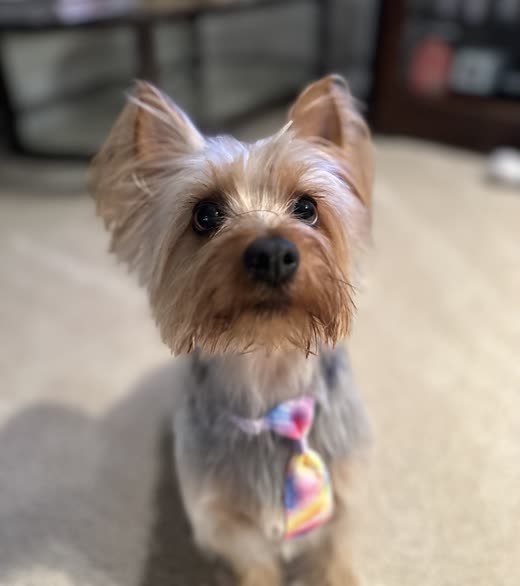 A yorkie with a neat haircut and a colourful bandana