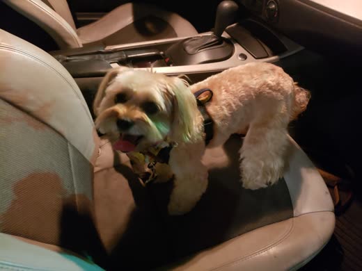 A freshly groomed terrier mix in a car seat heading home after its appointment